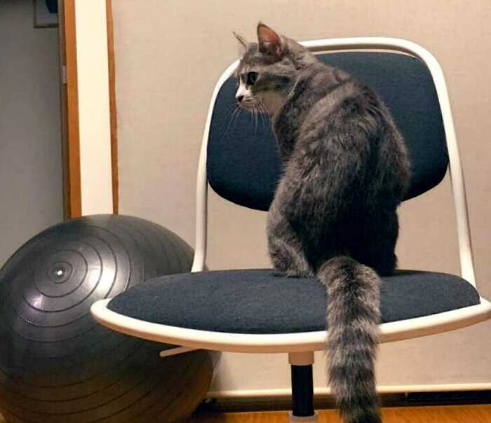 Кошка смешно выгоняла хозяина со стула, потому что этот стул — её