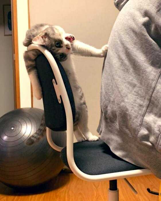Кошка смешно выгоняла хозяина со стула, потому что этот стул — её