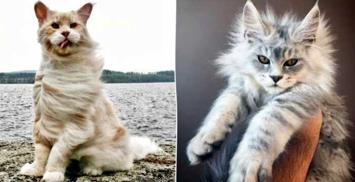 Коты породы мейн-кун, по сравнению с которыми ваша кошка выглядит крошечной