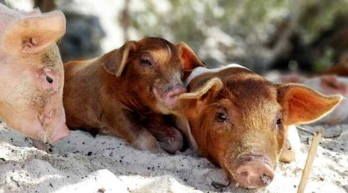 Плавающие свиньи на Багамах. Остров Свиней