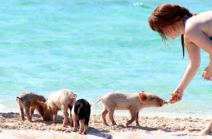 Плавающие свиньи на Багамах. Остров Свиней
