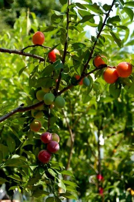 Фантастическое дерево-гибрид, на котором растет 40 видов фруктов!