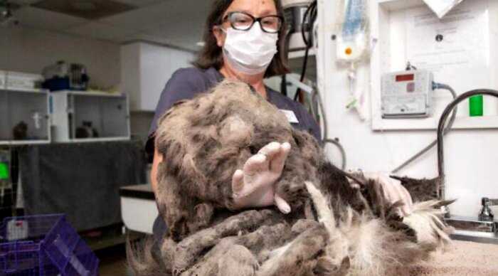 Только сбрив 1кг грязной шерсти, волонтеры поняли что за животное они нашли