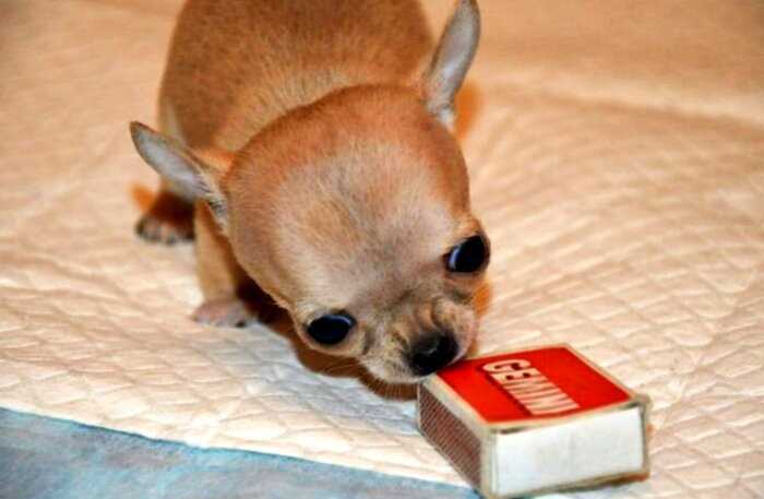 Самая маленькая собака в мире, покорившая сердца интернет-пользователей