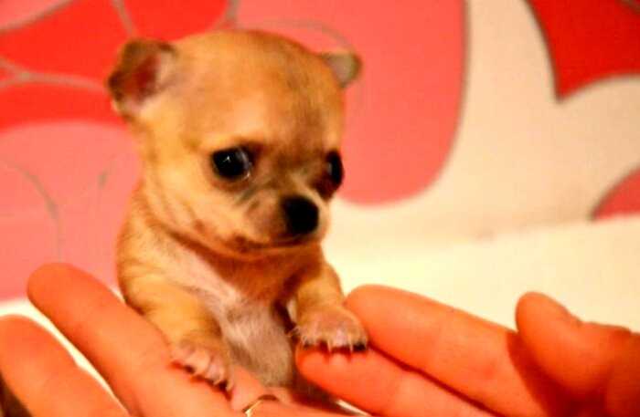 Самая маленькая собака в мире, покорившая сердца интернет-пользователей