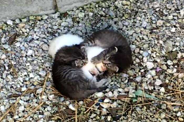 Два маленьких котенка как могли согревали свою больную сестру, но вскоре у них появилась необычная мама