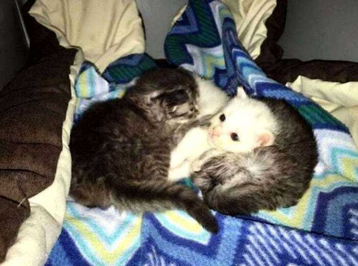 Два маленьких котенка как могли согревали свою больную сестру, но вскоре у них появилась необычная мама