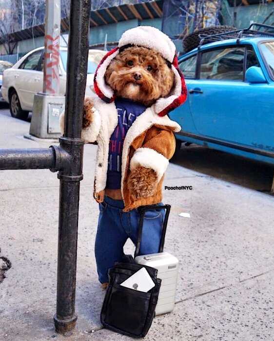 Пудель из Нью-Йорка — самый стильный пес в мире, ставший знаменитостью