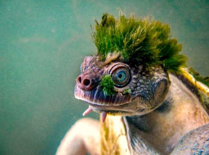 В Австралии живут необычные черепахи с зеленой шевелюрой