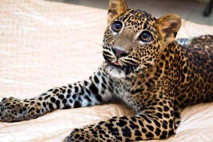 Мужчина выкупил больного детеныша леопарда из зоопарка. Теперь этот красавец живет у него дома
