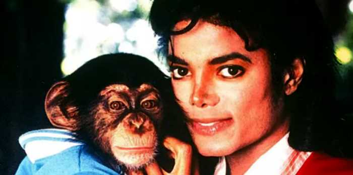 Трогательная история о любимом шимпанзе Майкла Джексона по имени Бабблз