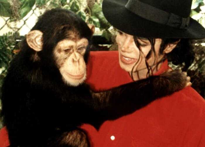 Трогательная история о любимом шимпанзе Майкла Джексона по имени Бабблз