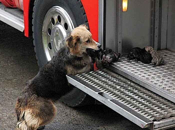 Собака спасала своих щенков из огня и выносила их прямо в пожарную машину