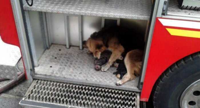 Собака спасала своих щенков из огня и выносила их прямо в пожарную машину