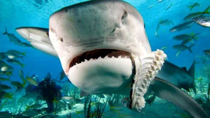 Удивительно, но акулы боятся дельфинов. А вы знаете почему?