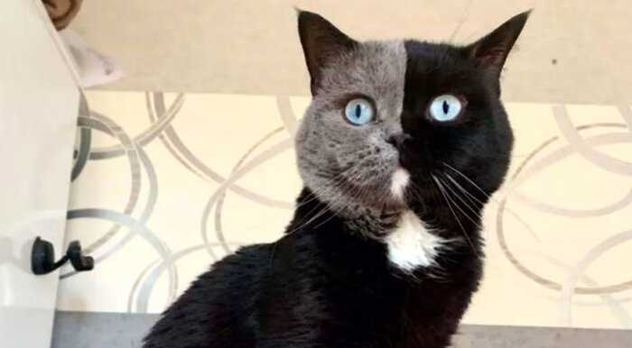 Котята двуликого кота покорили соцсети, разделив уникальный окрас отца