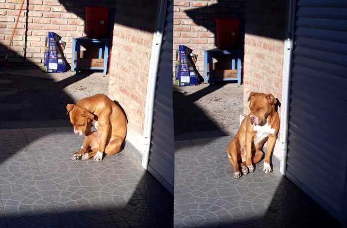 Хозяева поделились смешными фото, доказывающими, что собаки стали нашей полной копией