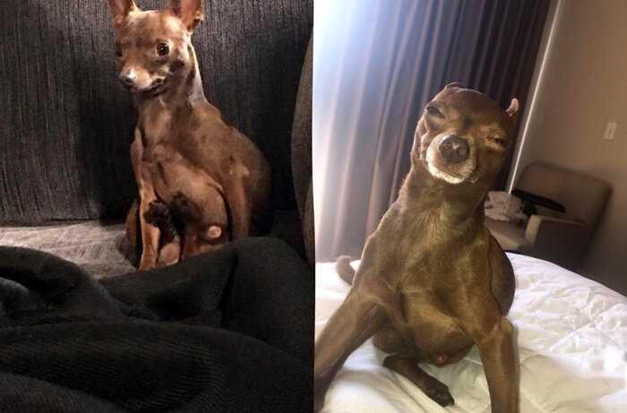 Хозяева поделились смешными фото, доказывающими, что собаки стали нашей полной копией