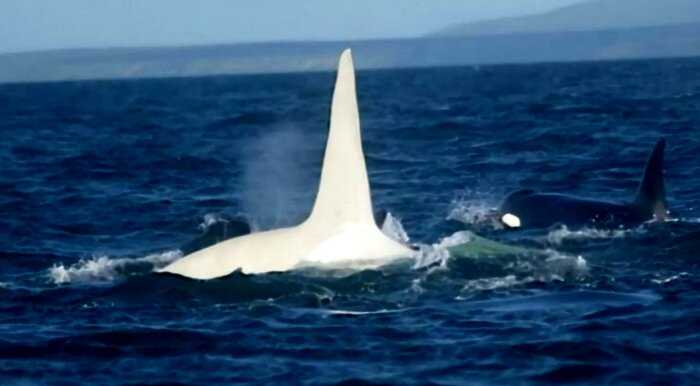 Редчайшего белого кита заметили у берегов Австралии