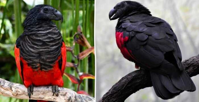 Невероятный орлиный попугай – самый удивительный представитель яркого семейства