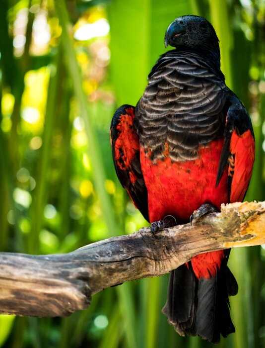 Невероятный орлиный попугай – самый удивительный представитель яркого семейства