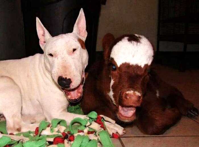 Спасенная корова живет в доме с 12 собаками и думает, что она такая же как они!