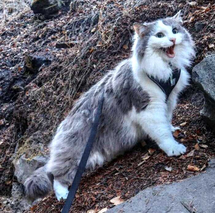 Пушистый кот из Канады гуляет по горам и ведёт Инстаграм, которому позавидует любой тревел-блогер