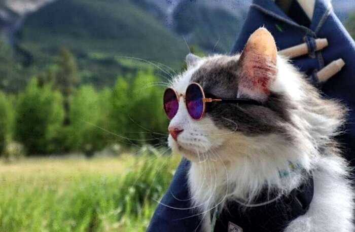 Пушистый кот из Канады гуляет по горам и ведёт Инстаграм, которому позавидует любой тревел-блогер