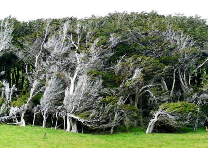 Люди со всего мира съезжаются посмотреть на эти деревья, чья форма стала воплощением постоянного ветра