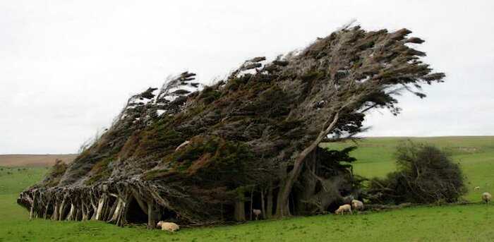 Люди со всего мира съезжаются посмотреть на эти деревья, чья форма стала воплощением постоянного ветра