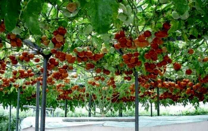Удивительное помидорное дерево, которое вырастили в Израиле. Фантастически урожайное!