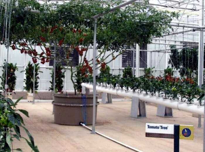 Удивительное помидорное дерево, которое вырастили в Израиле. Фантастически урожайное!