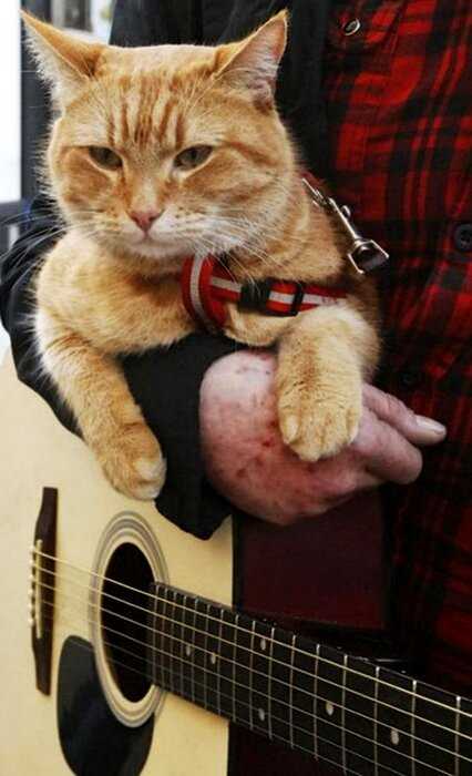 Рыжий кот Боб, изменил жизнь бездомного Джеймса