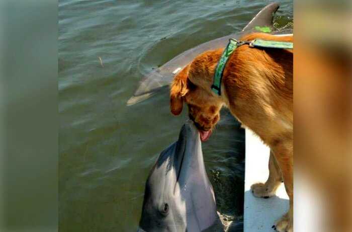 Фото целующихся собаки и дельфина стали вирусными в Сети, и оказалось, что они дружат уже 8 лет