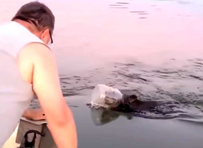 Медведь застрял головой в бочке и едва не утонул, переплывая озеро, но его вовремя спасли