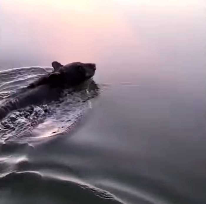 Медведь застрял головой в бочке и едва не утонул, переплывая озеро, но его вовремя спасли