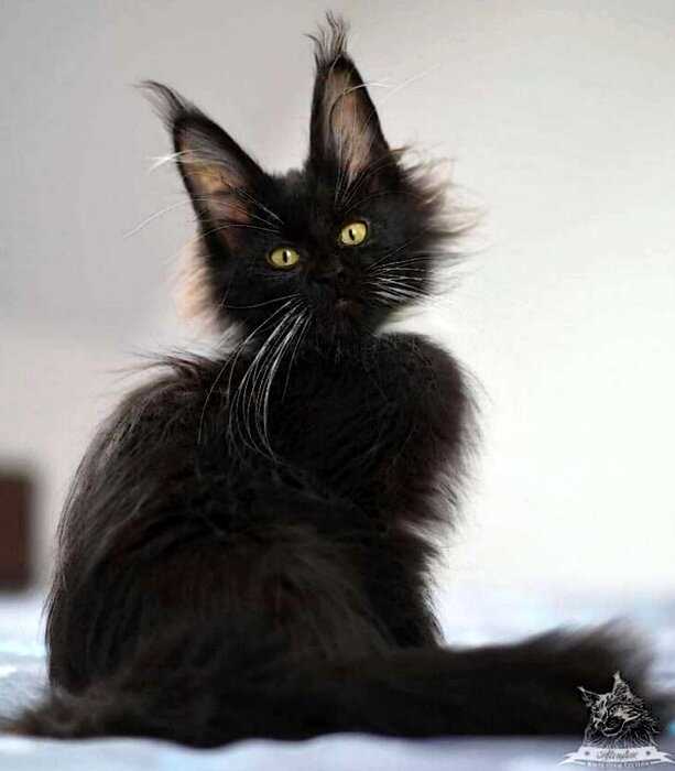 Фото с кисточками, доказывающих, что прекраснее мейн-кунов могут быть лишь котята мейн-кунов