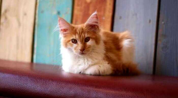 Фото с кисточками, доказывающих, что прекраснее мейн-кунов могут быть лишь котята мейн-кунов