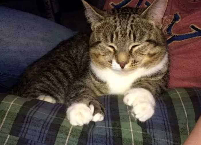 «Питомец делает массаж не хуже, чем профессиональный массажист»: уникальный кот с большими лапами, которые имеют 27 пальцев с когтями