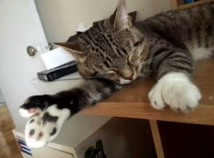«Питомец делает массаж не хуже, чем профессиональный массажист»: уникальный кот с большими лапами, которые имеют 27 пальцев с когтями