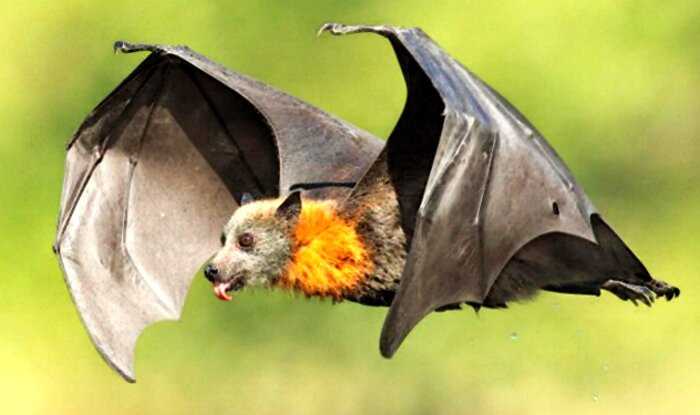 В Twitter появилось фото летучей мыши размером с человека, и, что ещё хуже, она действительно существует