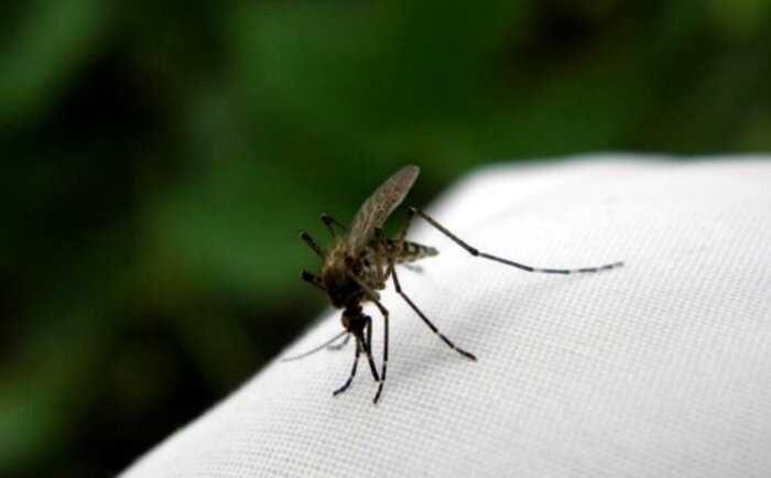 Норвежка наловила ведро комаров