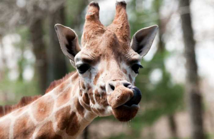 Чем жираф чистит свои уши и другие удивительные факты о дельфинах, кенгуру и даже медузах