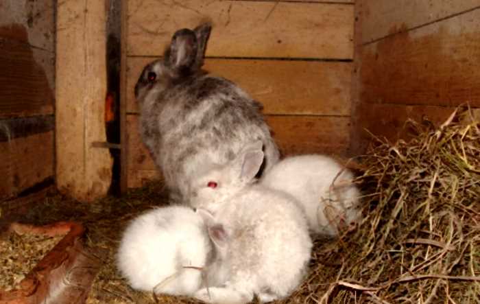 История домашних кроликов: кто начал первым держать этих питомцев дома
