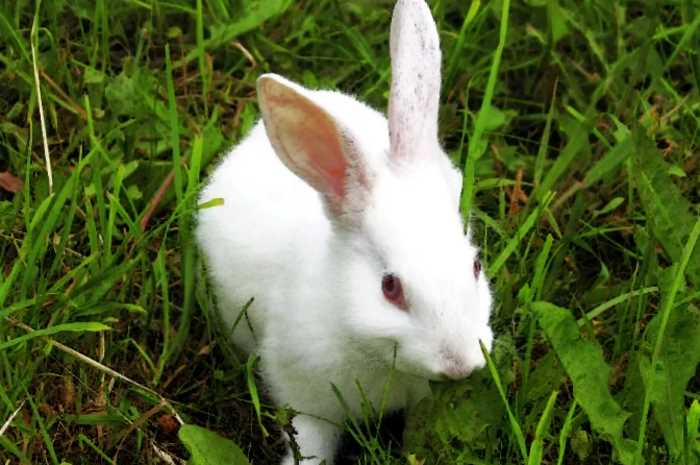История домашних кроликов: кто начал первым держать этих питомцев дома