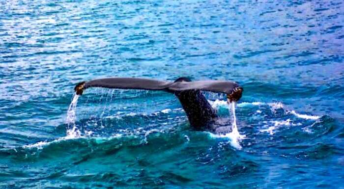 Моряк прыгнул с 12-метровой палубы чтобы спасти кита, который запутался в сетях