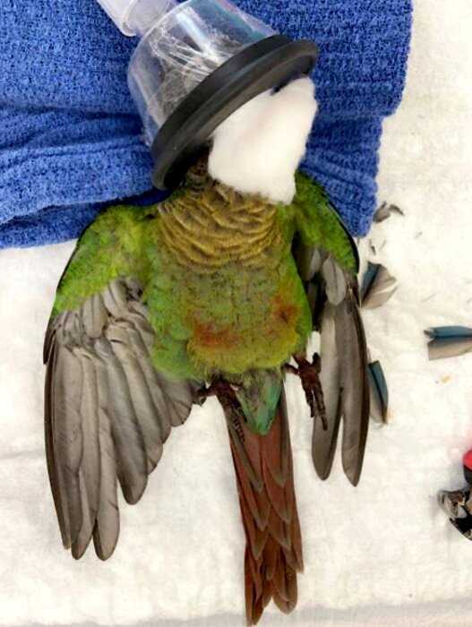 Ветеринар из Австралии смогла вернуть попугаю обрезанные крылья, теперь птица может снова летать