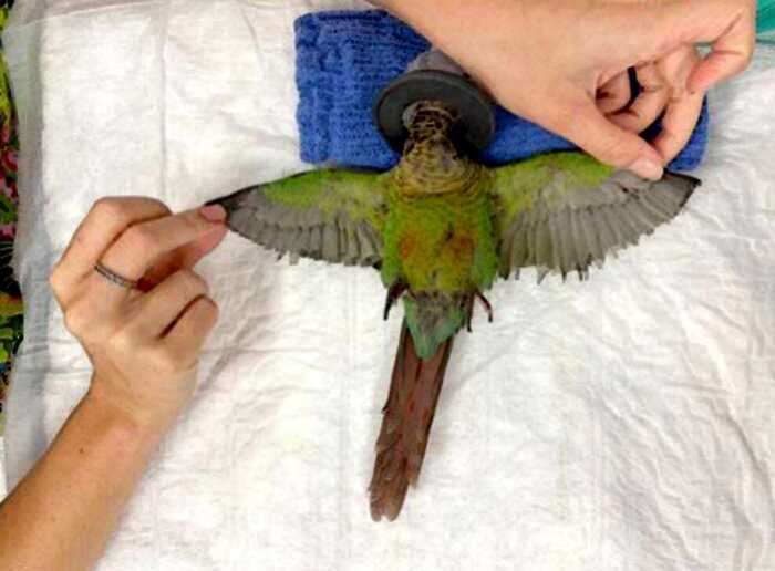 Ветеринар из Австралии смогла вернуть попугаю обрезанные крылья, теперь птица может снова летать