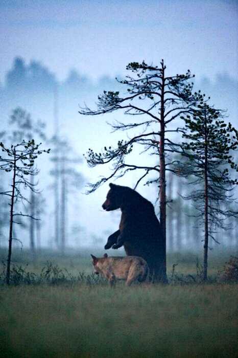 Удивительная дружба медведя и волчицы: уникальные фото жителя Финляндии