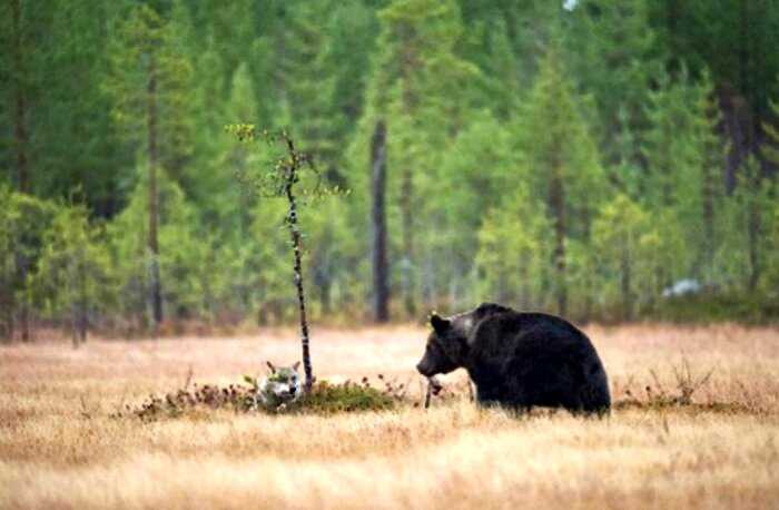 Удивительная дружба медведя и волчицы: уникальные фото жителя Финляндии
